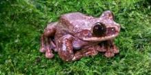 Loneliest frog on earth dies, ending yet another species