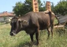 Pregnant cow sentenced to death after 'illegally' crossing EU border