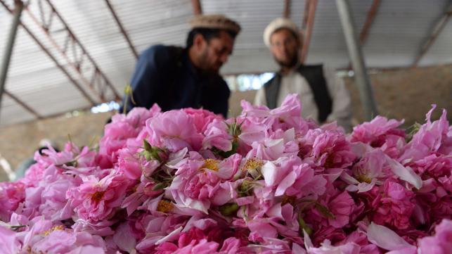 Afghan farmers prefer roses to guns
