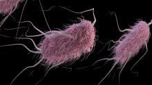 E.coli bacteria in 80pc water taps in Bangladesh: WB