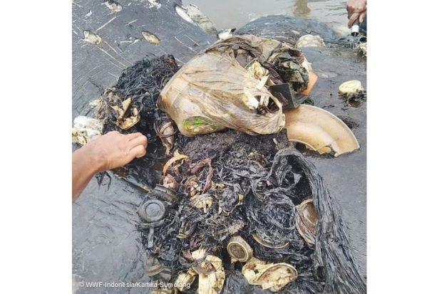 '6kg of plastic' found in dead whale's stomach