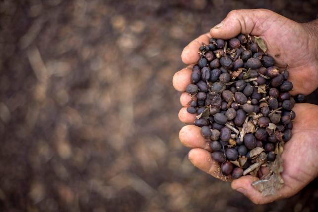 60 per cent of coffee varieties under threat: Scientists