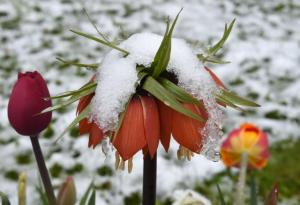 A crown imperial flower is snow covered on a cold spring morning with temperatures around three degrees at a field near the small Bavarian village Alling, southern Germany, on April 27. Photo AFP