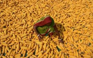An Indian farmer spreads maize husks to dry in a field in Morigaon district, some 70kms east of Guwahati on April 30, 2016. Maize is India\'s third most important cash crop after wheat and rice.  AFP photo