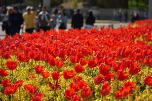 People walk past flower beds of tulips near Buckingham Palace, central London on May 4. AFP Photo