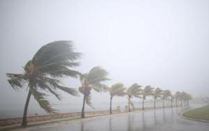 Palm trees sway in the wind prior to the arrival of the Hurricane Irma in Caibarien, Cuba, on 8 September 2017. Photo: Reuters